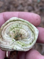 Microporellus