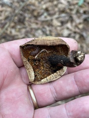 Microporellus