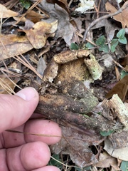 Microporellus