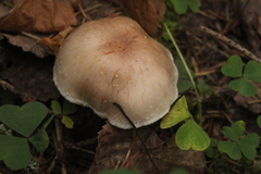 Pholiota lenta