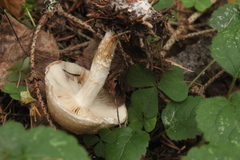 Pholiota lenta
