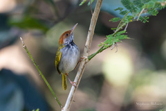 Orthotomus atrogularis