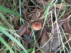 Marasmiineae