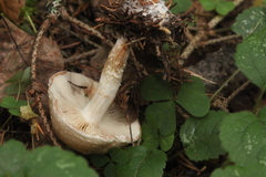 Pholiota lenta