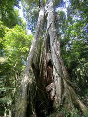 Metrosideros robusta