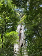 Metrosideros robusta