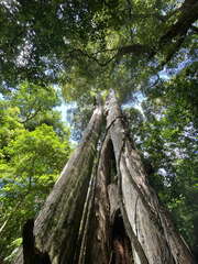 Metrosideros robusta