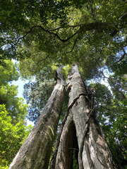 Metrosideros robusta