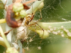 Theridion pyramidale