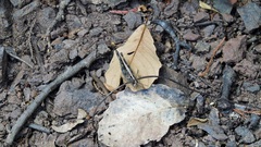 Rhammatocerus viatorius