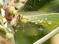 Theridion pyramidale