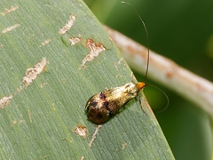 Nemophora sparsella