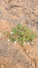 Jamesbrittenia primuliflora image