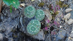 Mammillaria karwinskiana
