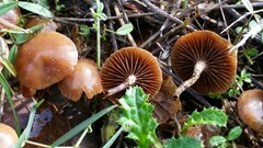 Deconica