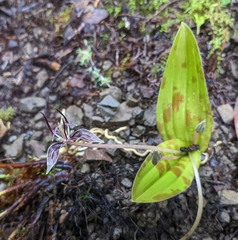 Scoliopus bigelovii