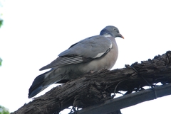 Columba palumbus