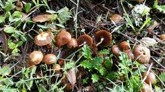 Deconica