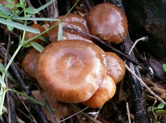 Deconica