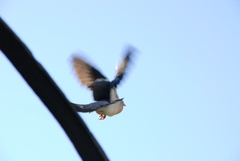 Columba palumbus