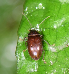 Ptilodactylidae