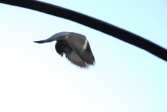 Columba palumbus