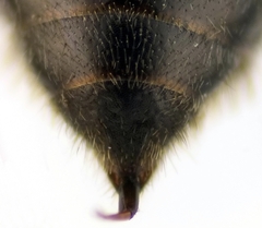 Psenulus fuscipennis