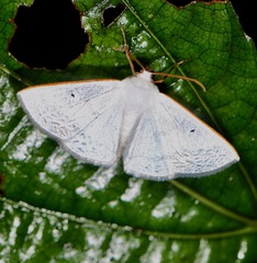 Lomographa argentata