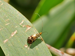 Nemophora sparsella
