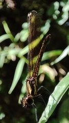 Heliocypha fenestrata