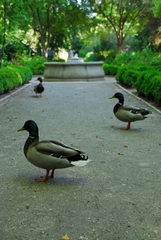 Anas platyrhynchos