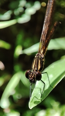 Heliocypha fenestrata