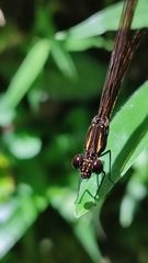 Heliocypha fenestrata