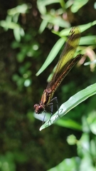 Heliocypha fenestrata