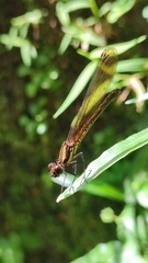 Heliocypha fenestrata