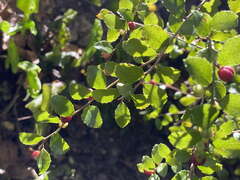 Gaultheria antipoda