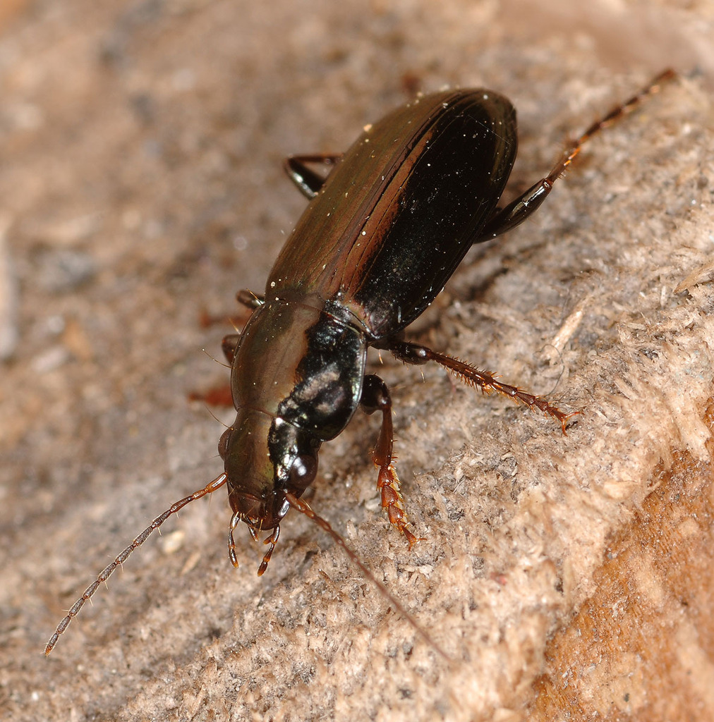 Metius blandus