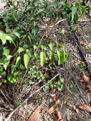Jasminum