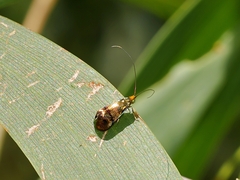 Nemophora sparsella