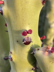 Euphorbia caducifolia