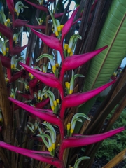 Heliconia stricta