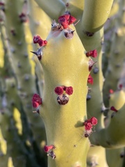 Euphorbia caducifolia