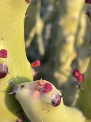 Euphorbia caducifolia