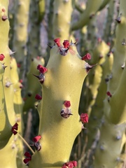 Euphorbia caducifolia