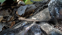 Sceloporus siniferus