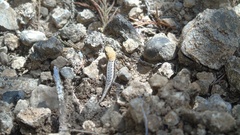 Sceloporus siniferus