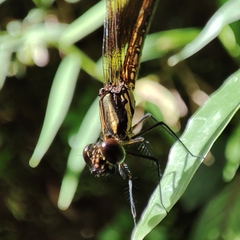 Heliocypha fenestrata
