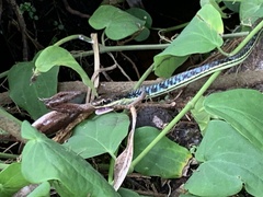 Dendrelaphis
