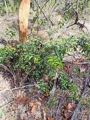 Jasminum