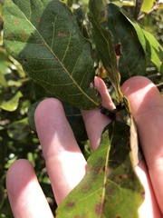 Quercus chapmanii image
